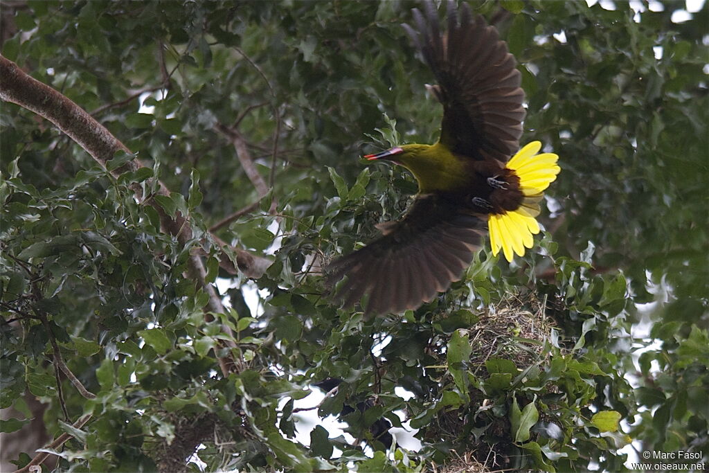 Olive Oropendolaadult, identification, Reproduction-nesting