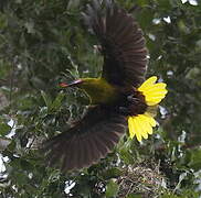 Olive Oropendola