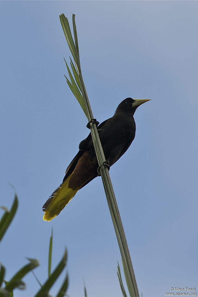 Crested Oropendolaadult, identification