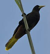 Crested Oropendola