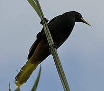 Crested Oropendola