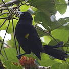 Cassique montagnard