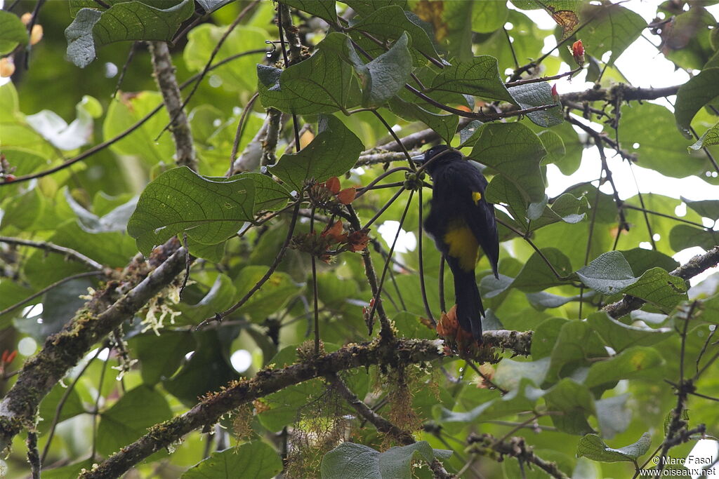 Mountain Caciqueadult, identification, Behaviour