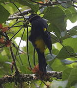 Southern Mountain Cacique