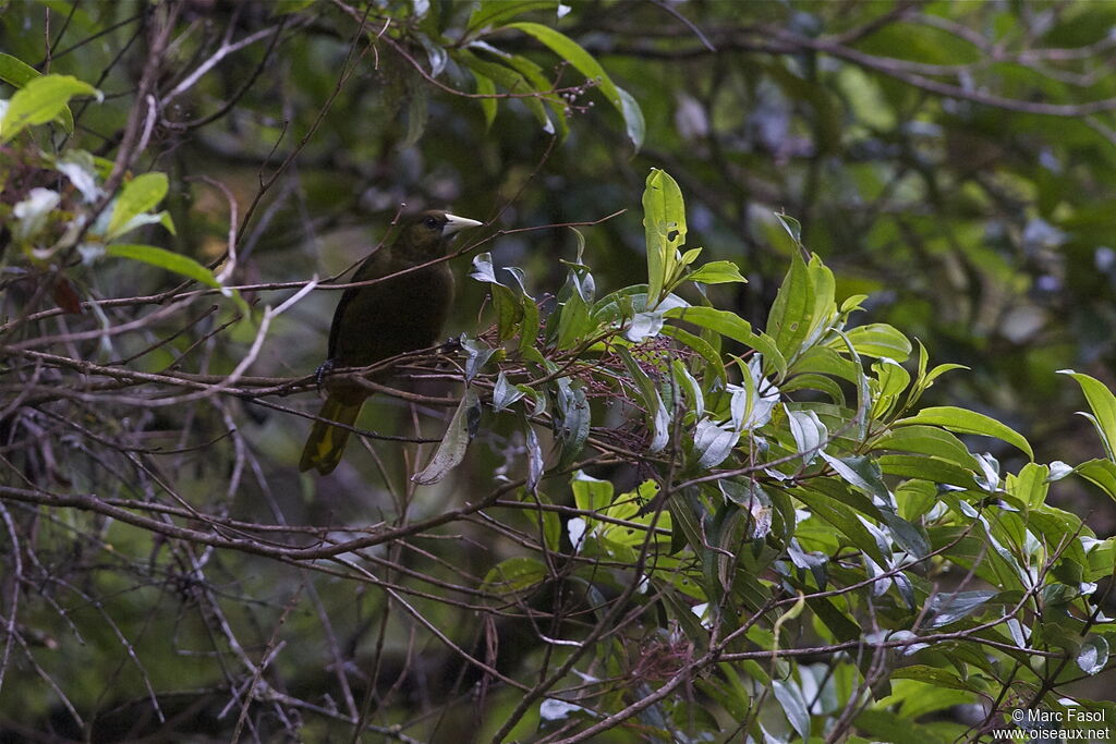 Dusky-green Oropendolaadult, identification