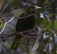 Dusky-green Oropendola