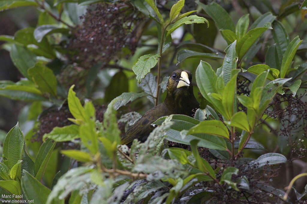 Dusky-green Oropendolaadult, feeding habits, Behaviour