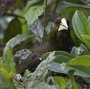 Dusky-green Oropendola