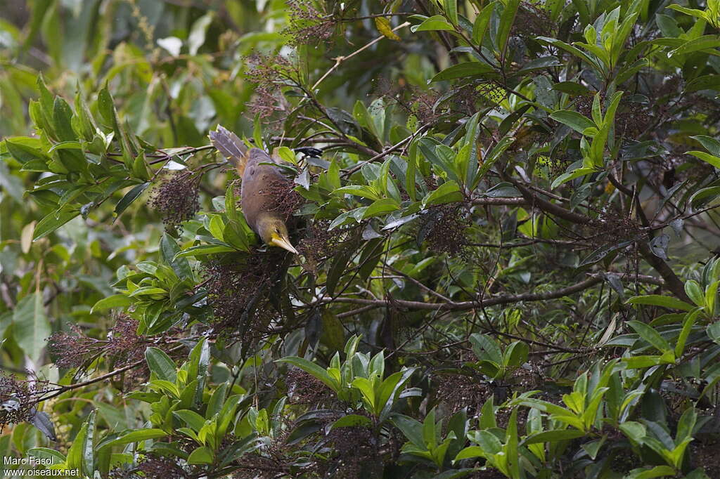 Dusky-green Oropendolaadult, feeding habits, Behaviour