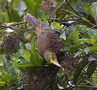 Dusky-green Oropendola