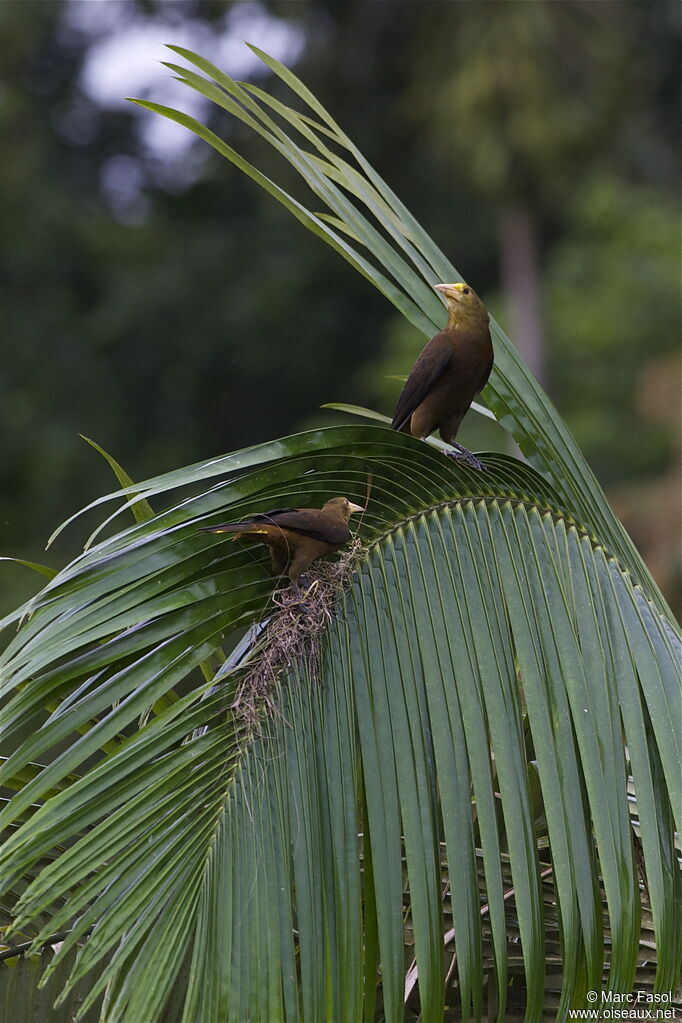 Russet-backed Oropendola adult breeding, Reproduction-nesting, Behaviour