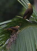 Russet-backed Oropendola