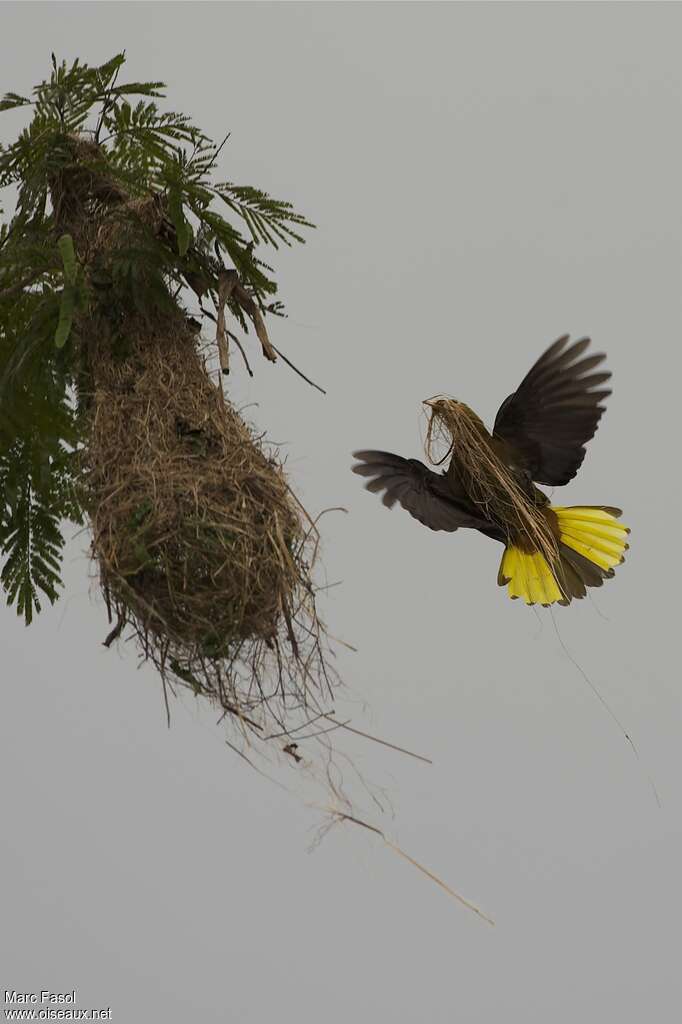 Russet-backed Oropendola female adult, identification, Reproduction-nesting, Behaviour