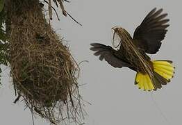 Russet-backed Oropendola