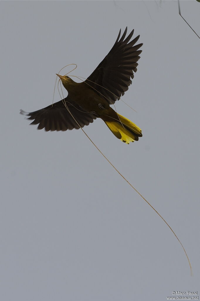 Russet-backed Oropendola female adult, identification, Flight, Reproduction-nesting, Behaviour