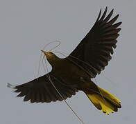 Russet-backed Oropendola