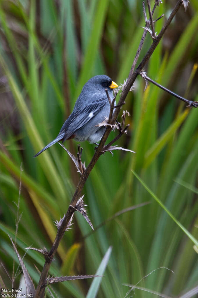 Band-tailed Seedeater male adult, identification