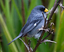 Band-tailed Seedeater