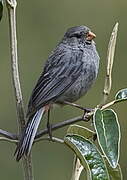 Plain-colored Seedeater