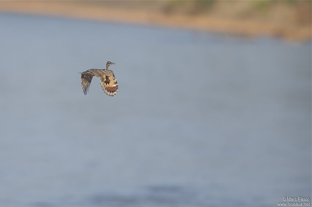 Sunbitternadult, Flight