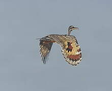 Sunbittern