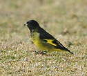 Chardonneret à croupion jaune