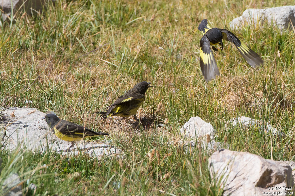 Yellow-rumped Siskin, Flight