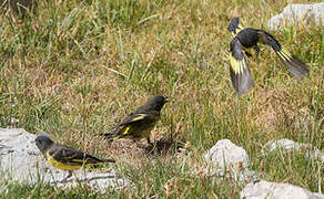 Yellow-rumped Siskin