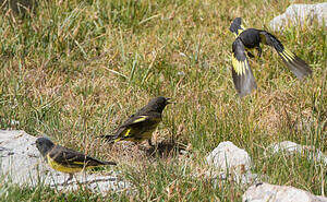 Chardonneret à croupion jaune