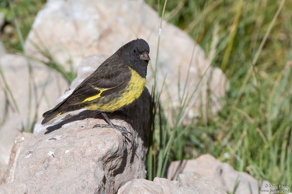 Yellow-rumped Siskin male adult