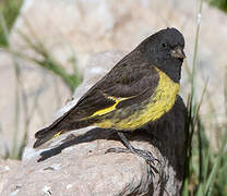 Yellow-rumped Siskin