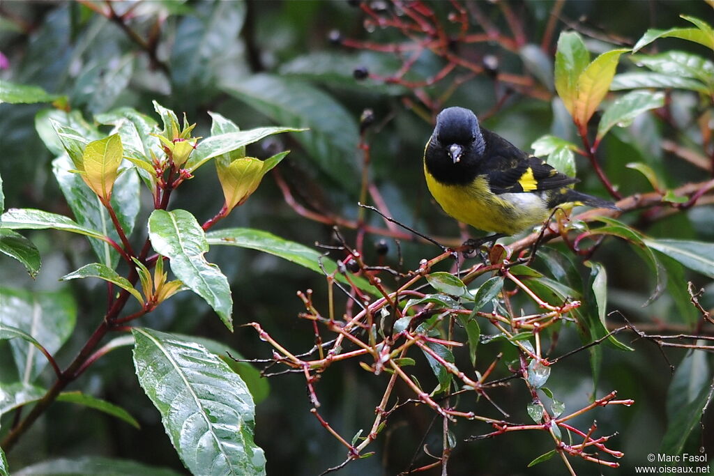 Yellow-bellied Siskin male adult, identification, feeding habits