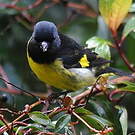 Chardonneret à ventre jaune