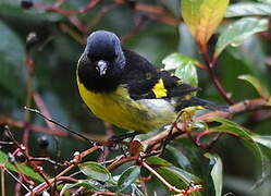 Chardonneret à ventre jaune