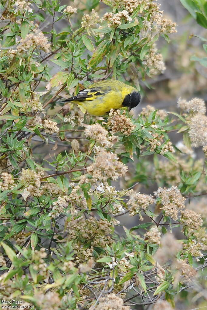 Chardonneret de Magellan mâle adulte, identification, régime, mange