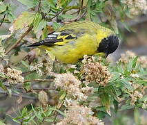 Hooded Siskin