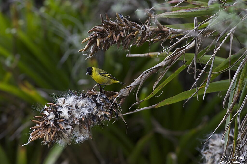 Hooded Siskin male adult, feeding habits, Behaviour