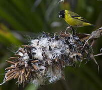 Hooded Siskin