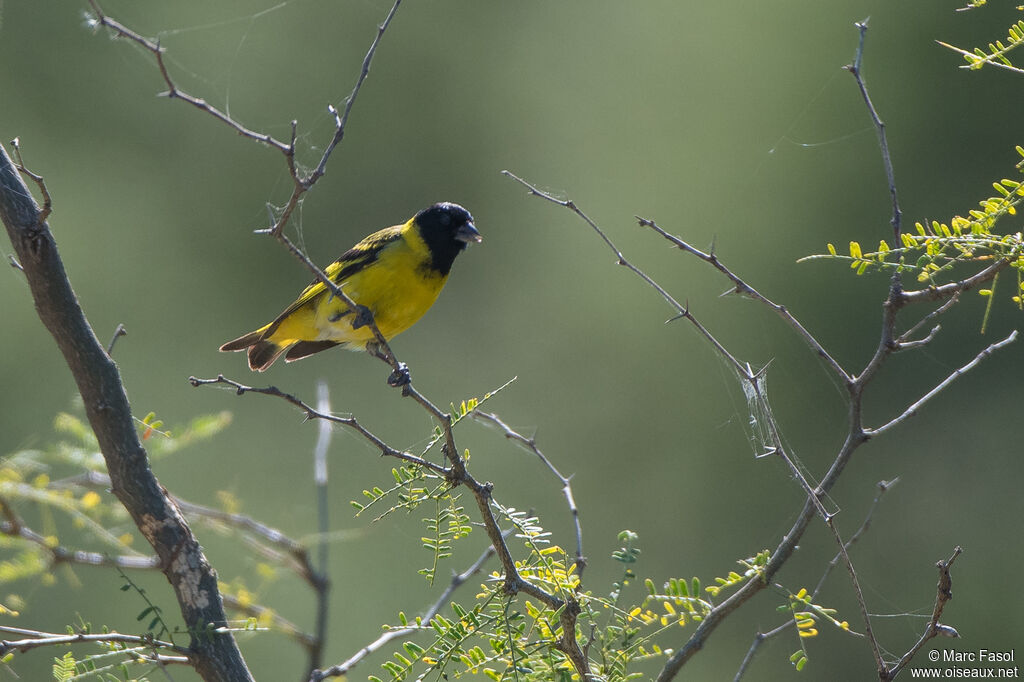 Hooded Siskin male adult, identification