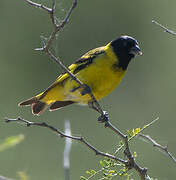 Hooded Siskin