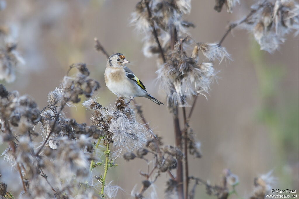 European Goldfinchimmature, identification, feeding habits