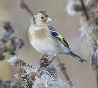 European Goldfinch