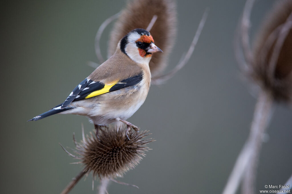 European Goldfinchadult, identification, eats