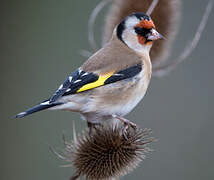 European Goldfinch