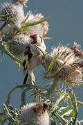 European Goldfinch