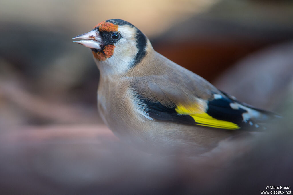 Chardonneret élégantadulte, portrait, boit