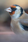 European Goldfinch