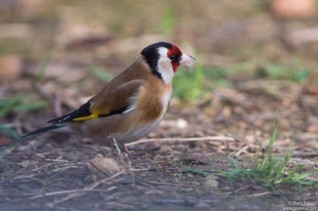 European Goldfinchadult, identification, Reproduction-nesting