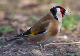 European Goldfinch