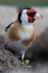 Chardonneret élégant